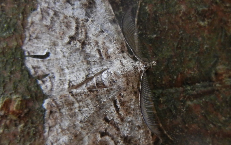 Peribatodes secundaria - Geometridae.......dal Trentino